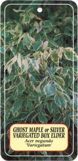 Picture of ACER NEGUNDO VARIEGATUM Jumbo Tag                                                                                                                     