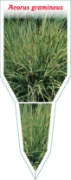 Picture of ACORUS GRAMINEUS                                                                                                                                      