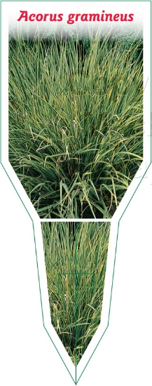 Picture of ACORUS GRAMINEUS                                                                                                                                      