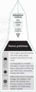 Picture of ACORUS GRAMINEUS                                                                                                                                      