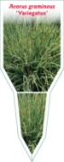 Picture of ACORUS GRAMINEUS VARIEGATUS                                                                                                                           