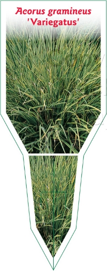 Picture of ACORUS GRAMINEUS VARIEGATUS                                                                                                                           