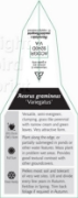 Picture of ACORUS GRAMINEUS VARIEGATUS                                                                                                                           