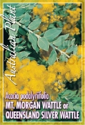 Picture of ACACIA PODALYRIIFOLIA MT MORGAN WATTLE                                                                                                                