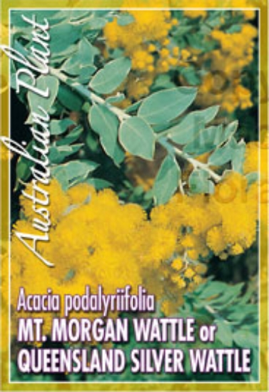 Picture of ACACIA PODALYRIIFOLIA MT MORGAN WATTLE                                                                                                                