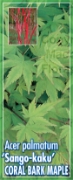 Picture of ACER PALMATUM SANGO KAKU CORAL BARK MAPLE Jumbo Tag                                                                                                   