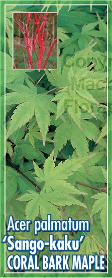 Picture of ACER PALMATUM SANGO KAKU CORAL BARK MAPLE Jumbo Tag                                                                                                   