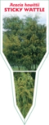 Picture of ACACIA HOWITTII STICKY WATTLE                                                                                                                         