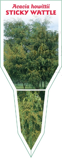 Picture of ACACIA HOWITTII STICKY WATTLE                                                                                                                         