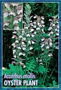 Picture of ACANTHUS MOLLIS BEARS BREECHES OR OYSTER PLANT                                                                                                        