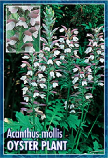 Picture of ACANTHUS MOLLIS BEARS BREECHES OR OYSTER PLANT                                                                                                        