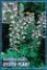 Picture of ACANTHUS MOLLIS BEARS BREECHES OR OYSTER PLANT                                                                                                        