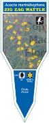 Picture of ACACIA MERINTHOPHORA ZIG ZAG WATTLE                                                                                                                   