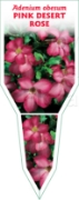 Picture of HOUSEPLANT ADENIUM OBESUM PINK DESERT ROSE                                                                                                            