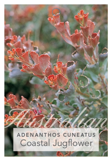 Picture of ADENANTHOS CUNEATUS COASTAL JUGFLOWER                                                                                                                 