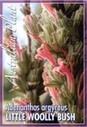Picture of ADENANTHOS ARGYREUS LITTLE WOOLLY BUSH                                                                                                                
