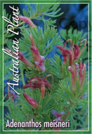 Picture of ADENANTHOS MEISNERI                                                                                                                                   