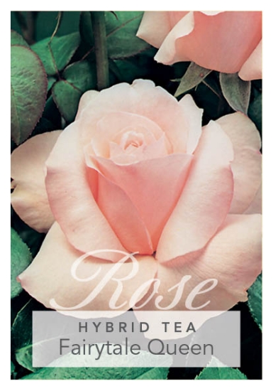 Picture of ROSE FAIRYTALE QUEEN (HT)                                                                                                                             