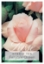 Picture of ROSE FAIRYTALE QUEEN (HT)                                                                                                                             
