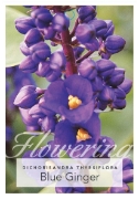 Picture of DICHORISANDRA THYRSIFLORA BLUE GINGER                                                                                                                 