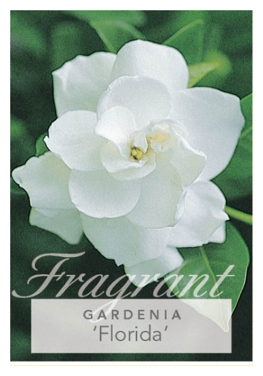 Picture of GARDENIA FLORIDA                                                                                                                                      
