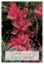 Picture of GREVILLEA SCARLET SPRITE                                                                                                                              
