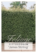 Picture of PITTOSPORUM TENUIFOLIUM JAMES STIRLING                                                                                                                