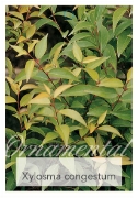 Picture of XYLOSMA CONGESTUM (SYN X. SENTICOSUM)                                                                                                                 