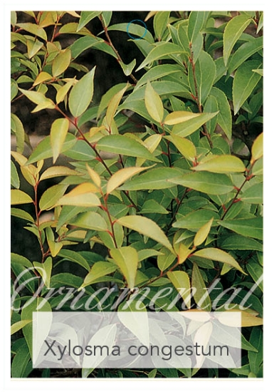 Picture of XYLOSMA CONGESTUM (SYN X. SENTICOSUM)                                                                                                                 