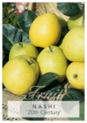 Picture of FRUIT NASHI 20TH CENTURY Jumbo Tag                                                                                                                    