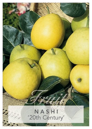 Picture of FRUIT NASHI 20TH CENTURY Jumbo Tag                                                                                                                    