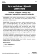 Picture of FRUIT NASHI 20TH CENTURY Jumbo Tag                                                                                                                    