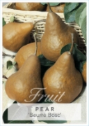 Picture of FRUIT PEAR BEURRE BOSC (HERITAGE) Jumbo Tag                                                                                                           