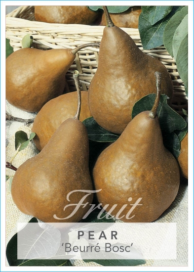 Picture of FRUIT PEAR BEURRE BOSC (HERITAGE) Jumbo Tag                                                                                                           