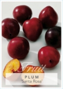 Picture of FRUIT PLUM SANTA ROSA (HERITAGE) Jumbo Tag                                                                                                            