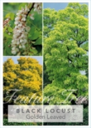 Picture of ROBINIA PSEUDOACACIA FRISIA BLACK LOCUST Jumbo Tag                                                                                                    