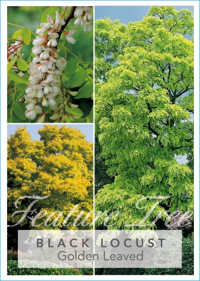 Picture of ROBINIA PSEUDOACACIA FRISIA BLACK LOCUST Jumbo Tag                                                                                                    
