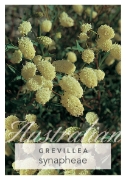 Picture of GREVILLEA SYNAPHEAE                                                                                                                                   