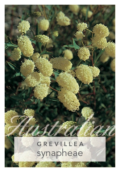 Picture of GREVILLEA SYNAPHEAE                                                                                                                                   