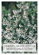 Picture of MICROMYRTUS CILIATA FRINGED HEATH MYRTLE                                                                                                              