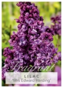 Picture of SYRINGA LILAC MRS EDWARD HARDING Jumbo Tag                                                                                                            