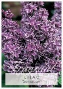 Picture of SYRINGA LILAC SENSATION Jumbo Tag                                                                                                                     