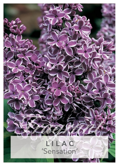 Picture of SYRINGA LILAC SENSATION Jumbo Tag                                                                                                                     