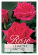 Picture of ROSE MEMORY (HT)                                                                                                                                      