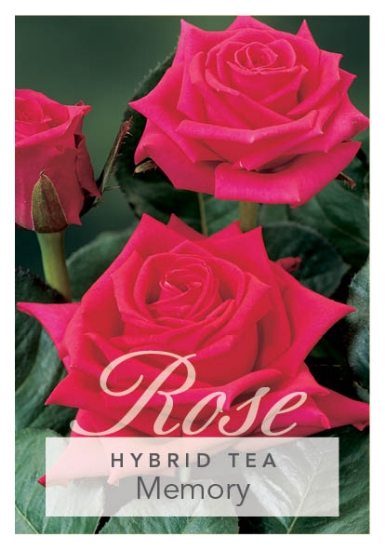 Picture of ROSE MEMORY (HT)                                                                                                                                      