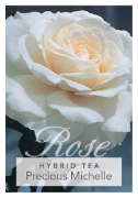 Picture of ROSE PRECIOUS MICHELLE (HT)                                                                                                                           