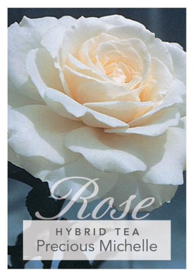 Picture of ROSE PRECIOUS MICHELLE (HT)                                                                                                                           