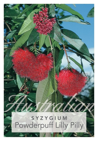 Picture of SYZYGIUM WILSONII SSP WILSONII                                                                                                                        