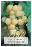 Picture of FRUIT GRAPE TABLE WHITE MUSCAT                                                                                                                        