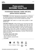 Picture of FRUIT NECTARINE YELLOW FLESH Jumbo Tag                                                                                                                
